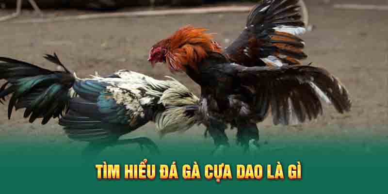 Tìm hiểu đá gà cựa dao tại QQ88